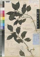 Image result for Psychotria eminiana
