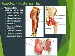 Check spelling or type a new query. Injuries Of The Thigh Hip Groin Pelvis Chapter