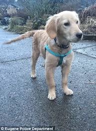 Whatever you decide to name your puppy, make sure you like it, because you sure are going to be saying it a lot. Puppy Abandoned By Uo Student Found Alive In Apartment