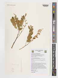 Image result for Bobgunnia madagascariensis