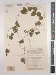 Image result for Teramnus labialis