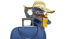 R�sultat de recherche d'images pour "chat en vacances"
