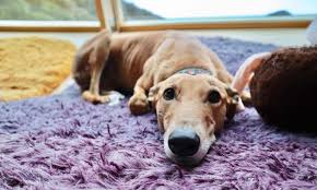 Greyhounds have a stellar reputation for assimilating into civilian life after the track and have proven to be great pets. About Us Hounds 4 Life