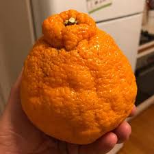 Read honest and unbiased product reviews from our. Sumo Citrus On Twitter Our Sumo Might Have An Unusual Shape And Be Larger Than The Average Citrus But We Don T Judge A Fruit By Its Cover Do We We