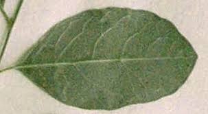 Image result for Phyllanthus reticulatus