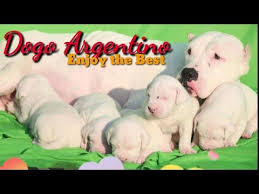 Dogo Argentino Show Quality Puppies Healthy Beautiful Top Quality Dogo Argentino Puppies Youtube In 2020 Dogo Argentino Puppies Dog Exercise