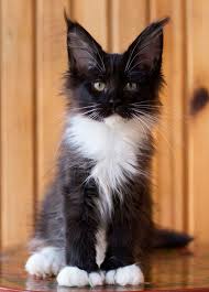 Black And White Tabby Maine Coon Pin On Maine Coon