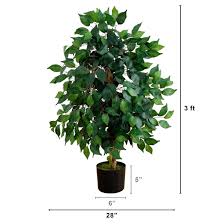 Image result for Ficus