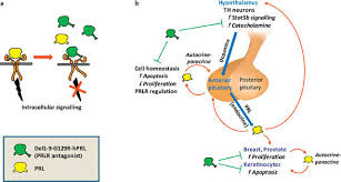 Image result for Prolactin