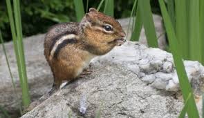 The two most common species with the widest distribution are the eastern chipmunks and the least chipmunks. How To Get Rid Of Those Pesky Chipmunks On Your Property