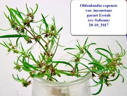 Image result for Oldenlandia capensis