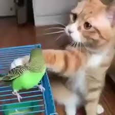Discover Animal Discover Animal Foto I Video V Instagram Cute Baby Animals Funny Animal Videos Cute Animals