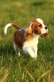 Yorkshire Terriers And Other Tiny Dog Breeds That Would Be Happy In Any Home Tiny Dog Breeds Dog Breeds Best Small Dogs