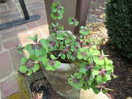 Image result for Oxalidaceae