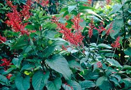 Image result for Odontonema