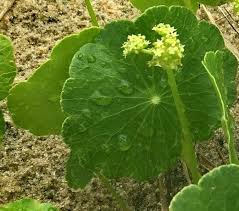 Image result for Hydrocotyle bonariensis