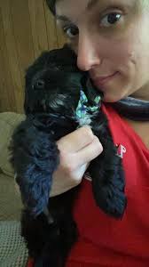 Dachshund owners adopt two puppies