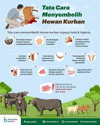 Memang penyembelihan adalah hal sepele, tapi tak seharusnya, hal ini disepelekan. Tata Cara Menyembelih Hewan Kurban Indonesia Baik
