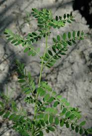 Image result for Phyllanthus ovalifolius