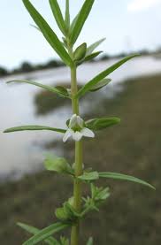 Image result for Bacopa floribunda