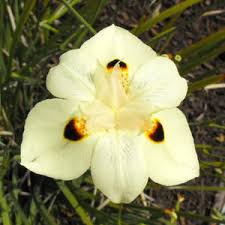 Image result for Dietes