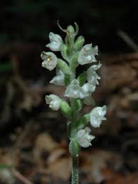 Image result for Goodyera