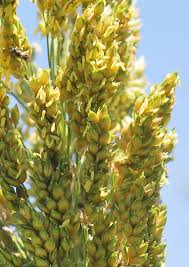 Image result for Sorghum × drummondii