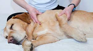 We did not find results for: Dog Massage Here S How To Give Your Dog One Purewow