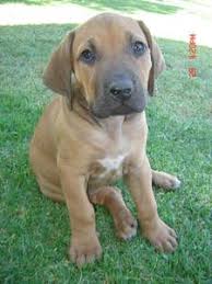 Our rhodesian ridgeback puppies for sale come from either usda licensed commercial breeders or hobby breeders with no more than 5 breeding mothers. Free Classifieds On Gumtree South Africa Dog Mixes Dogs Boerboel