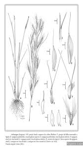 Image result for Andropogon fastigiatus