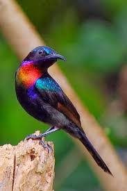 Semula burung kolibri atau biasa disebut burung maduan ini termasuk burung yang kurang diminati, harganya pun termasuk murah waktu itu. Cara Merawat Kolibri Ninja Biar Gacor Berbagi Rawat