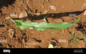 Image result for Dipcadi platyphyllum