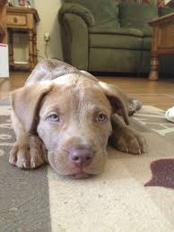 Pitbull Lab Mix Black And Brown Pitbull Lab Mix Puppies Pitbull Mix Puppies Pitbull Puppies Lab Mix Puppies