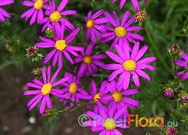 Image result for Senecio purpureus
