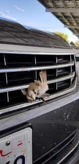 Wentzel rudman was given this car in exchange for fixing a tractor for a friend. This Bird Lodged In A Car Grill Mildlyinteresting