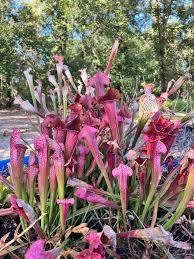 Image result for Leptochloa obtusiflora