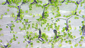 See more ideas about microscopic photography, microscopic images, patterns in nature. Chloroplasts In The Living Plant Stock Footage Video 100 Royalty Free 3943694 Shutterstock
