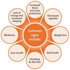 Nieren In 2020 Kidney Disease Kidney Disease Symptoms Chronic Kidney Failure