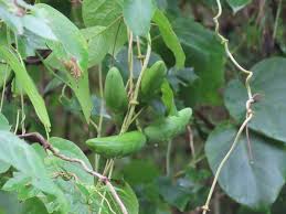 Image result for Mondia ecornuta