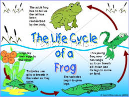 Life Cycle Adaptations Lessons Tes Teach