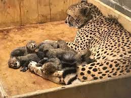 Pin On Animals Babies And Families