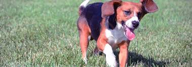 beagle dog breed facts and personality traits hills pet