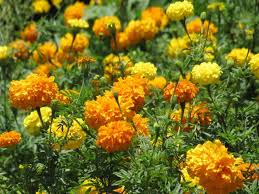 Image result for Tagetes erecta