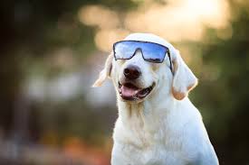 Much like humans, they can develop many types of tumors and cancers. Pet Skin Cancer And Sunburn Oakland Veterinary Referral Services