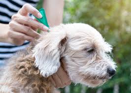 Find the top pet services near you! Pet Care Services Fetch Pet Care