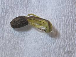 Epingle Sur Insectes