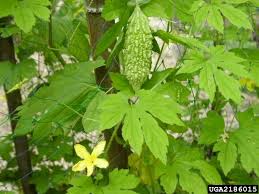 Image result for Momordica charantia