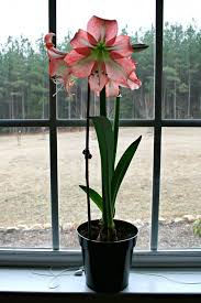 How To Get An Amaryllis To Bloom Amaryllis Bulbs Amaryllis Flowering Vines