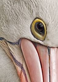 White Bird With Big Eyes Macro By Hubianto Chiu Pet Birds Beautiful Birds Animals Beautiful