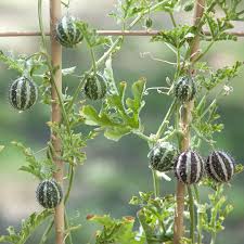 Image result for Cucumis myriocarpus